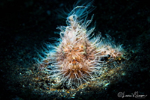 Striated frogfish/Photographed with 60 mm macro lens and ... by Laurie Slawson 